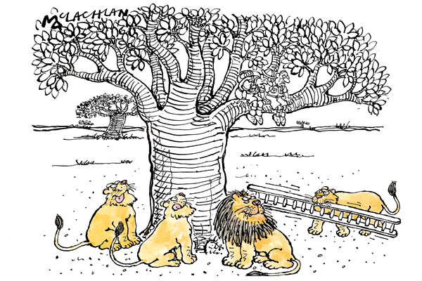 ‘I thought you said lions didn’t climb trees.’