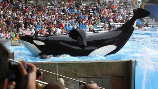 tilikum