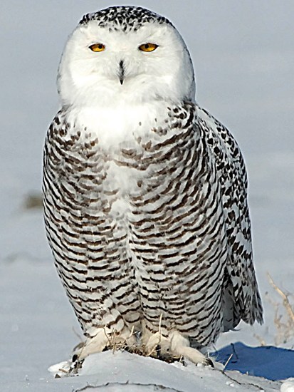 Snowy Owl