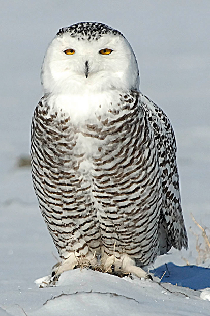 Snowy Owl