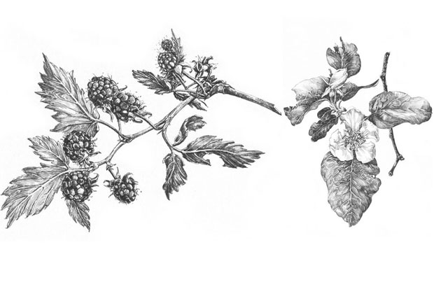 Raspberry and quince by Sarah Simblet