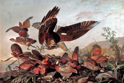 ‘Hawk Pouncing on Partridges’, c.1827, by John James Audubon