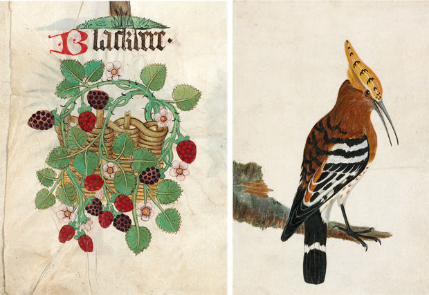 Left: ‘Blackbere’ from Helmingham Herbal and Bestiary, c. 1500. Right: Common Hoopoe, c. 1789, by William Lewis