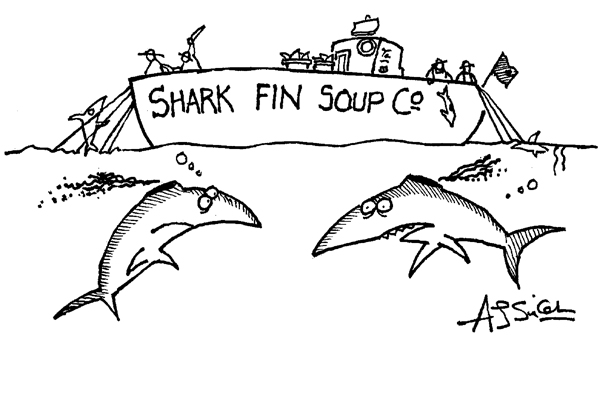 ‘They’re in some kind of feeding frenzy.’