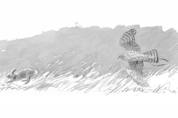 Drawing of a goshawk by the leading wildlife artist Bruce Pearson. From A Sparrowhawk’s Lament: How British Breeding Birds of Prey are Faring, by David Cobham (Princeton University Press, £24.95, pp. 256, ISBN 9780691157641, Spectator Bookshop, £23.95)