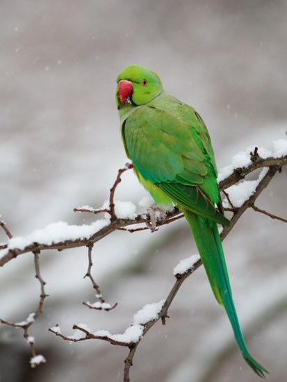 The ring-necked parakeet, one of the most successful birds to colonise London, still looks conspicuously out of place in Hyde Park in the snow