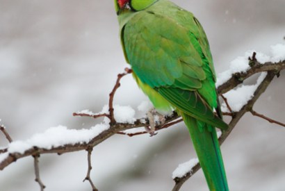 The ring-necked parakeet, one of the most successful birds to colonise London, still looks conspicuously out of place in Hyde Park in the snow