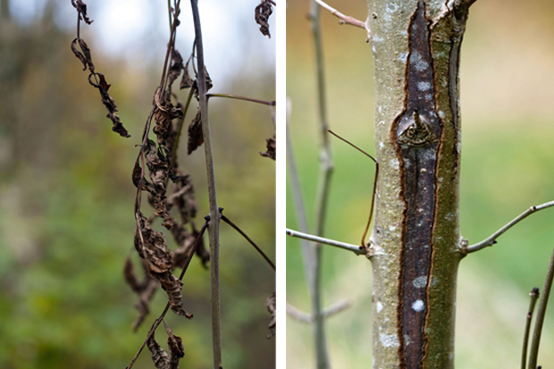 Signs of the times: the shrivelled leaves and lesion on the trunk of infected ash trees