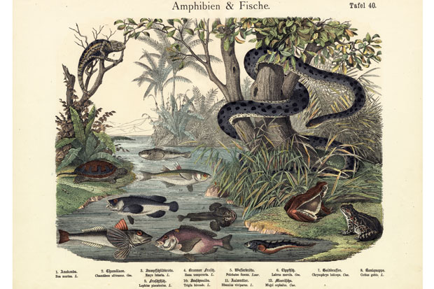 Simon Barnes’s final chapters converge not at mammals, even less at primates, but at fish