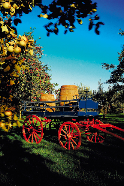 ‘The plan was to pour the apple juice into an oak hogshead, freshly emptied of its whisky’