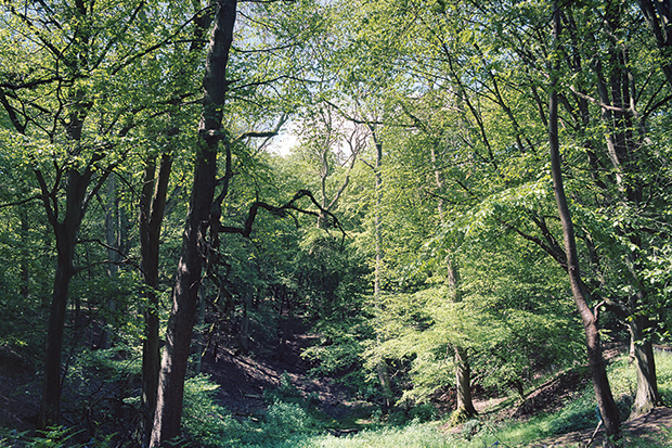 A small valley or hollow, usually wooded, known as a ‘dell’ (unchanged from Old English) or ‘dingle’. 
