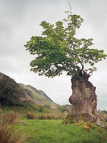 A ‘nurse log’ — a tree stump in which a seed has germinated, thereby avoiding browsing herbivores and the overshading of undergrowth. From Uncommon Ground by Dominick Tyler