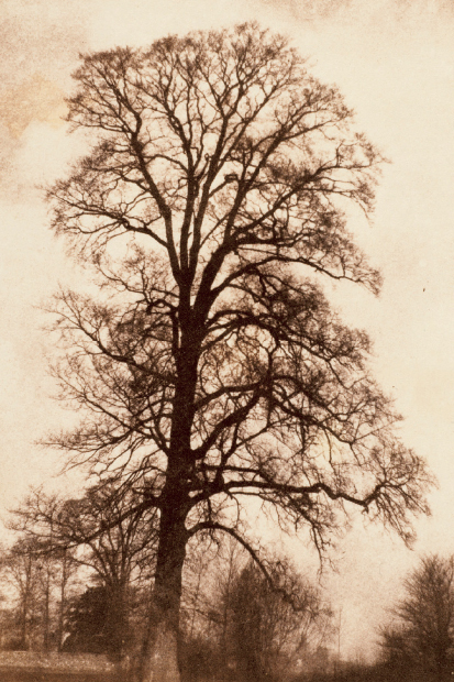‘The Great Elm at Lacock’, 1843–45, by William Henry Fox Talbot