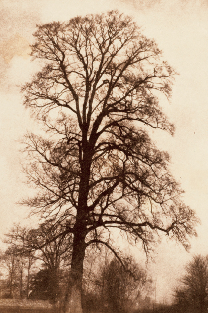 ‘The Great Elm at Lacock’, 1843–45, by William Henry Fox Talbot