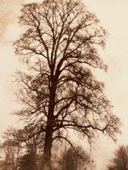 ‘The Great Elm at Lacock’, 1843–45, by William Henry Fox Talbot