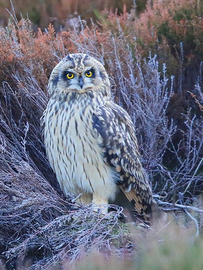 A short-eared owl in the Highlands, one of many predators still being killed by gamekeepers