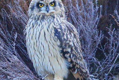 A short-eared owl in the Highlands, one of many predators still being killed by gamekeepers