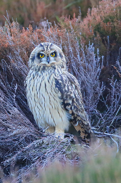 A short-eared owl in the Highlands, one of many predators still being killed by gamekeepers