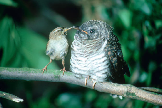 Cuckoo chick with wren parent