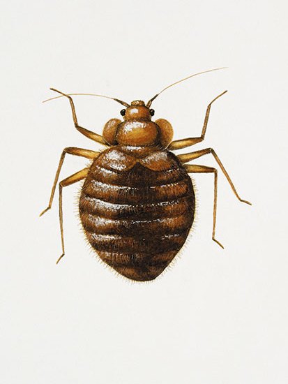 Bigger mouths and longer legs—all the better to bite you with, and run away