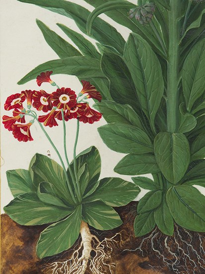 Primula auricula