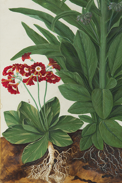 Primula auricula
