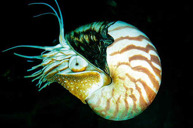Nautilus