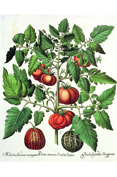 Tomatoes and melons from the garden of the Prince Bishop of Eichstatt (German school, 17th century)