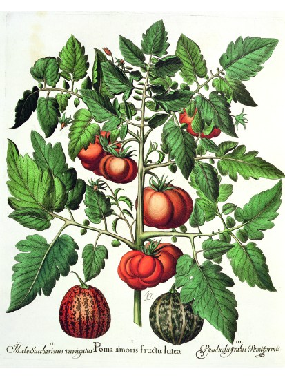 Tomatoes and melons from the garden of the Prince Bishop of Eichstatt (German school, 17th century)