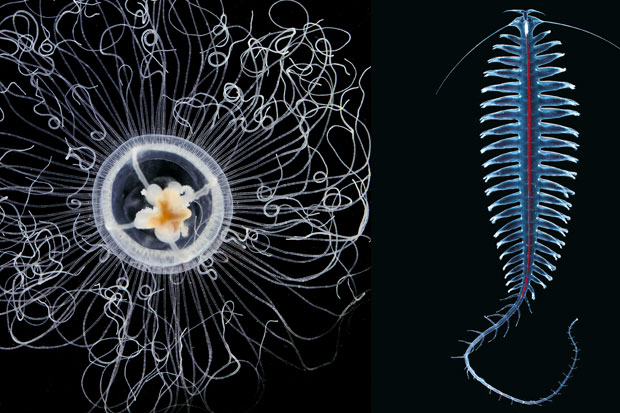 Small jellyfish Oceana armata and Polychaeta Tomopteridae annelid