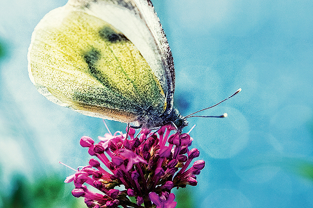 The Clouded Yellow, especially vulnerable to cold, wet weather, is rare in Britain and usually confined to the South Downs and south coast