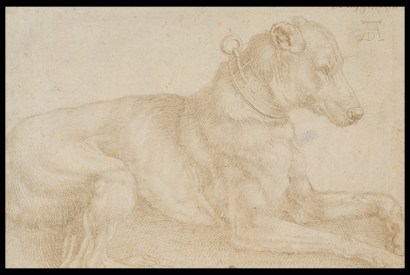 ‘Dog resting’, by Albrect Dürer, c.1520