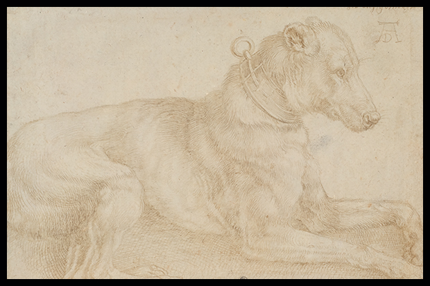 ‘Dog resting’, by Albrect Dürer, c.1520