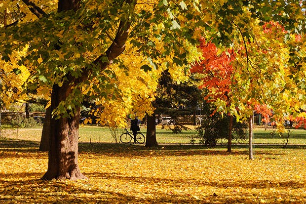 Autumn: time for a pie