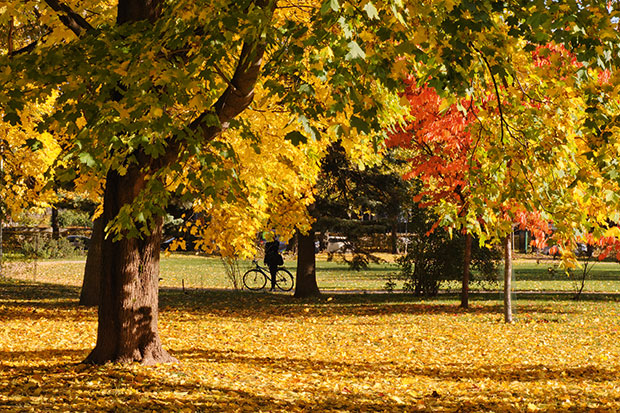 Autumn: time for a pie