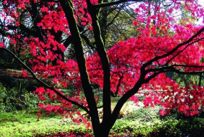 Acer palmatum ‘Osakasuki’, the Japanese maple