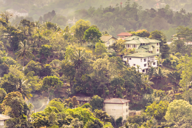 Kandy mountains: buzzing bees and cigarette trees, pretty much