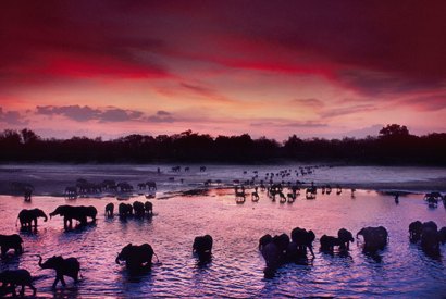 Red sky of warning: Elephants and Cape buffaloes cross the Luangwa River