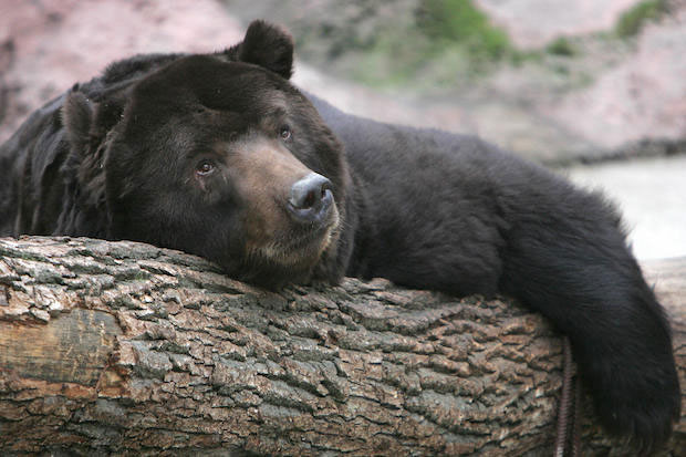 Don’t expect Mr Bear to go back into hibernation anytime soon