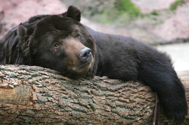 Don’t expect Mr Bear to go back into hibernation anytime soon