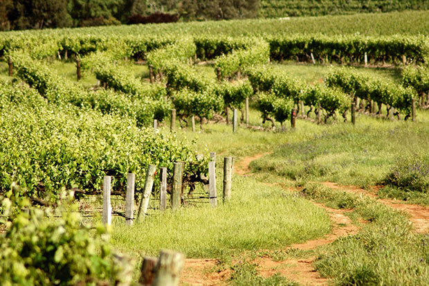 Like southern France — with added kangaroos