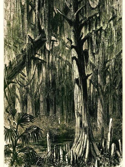 Cypress swamp alongside the river