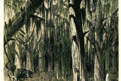 Cypress swamp alongside the river