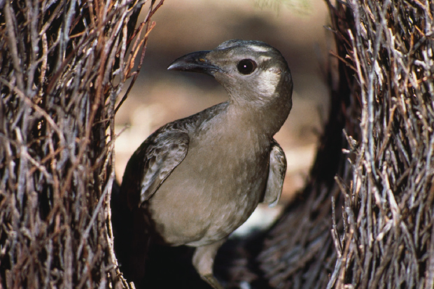 Male bowerbirds’ creations look like little art galleries — built to impress the females