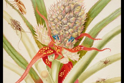 ‘Pineapple with cockroaches’, 1702–03, by Maria Merian