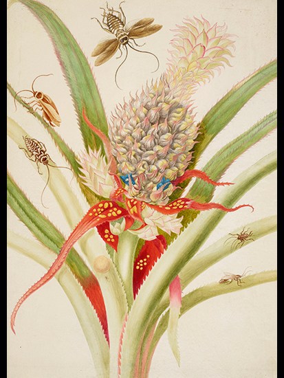 ‘Pineapple with cockroaches’, 1702–03, by Maria Merian