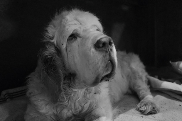 Gentlest and sweetest of dogs