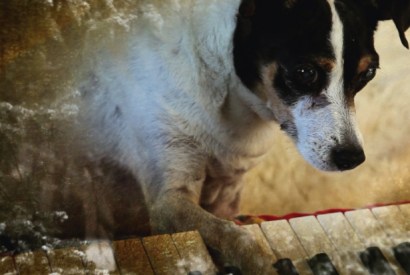 Hound of love: Lolabelle gets old and Lolabelle goes blind and keyboards are laid out on the floor so that she can bash them with her paws, and enjoy the sounds