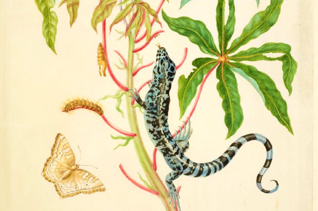 ‘Cassava with White Peacock Butterfly and young Golden Tegu’, 1702–3, by Maria Merian