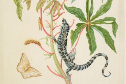 ‘Cassava with White Peacock Butterfly and young Golden Tegu’, 1702–3, by Maria Merian